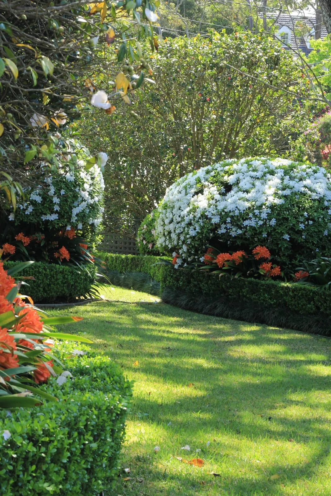 A shaded border of white azaleas and orange clivia edged with clipped buxus beside a lawn