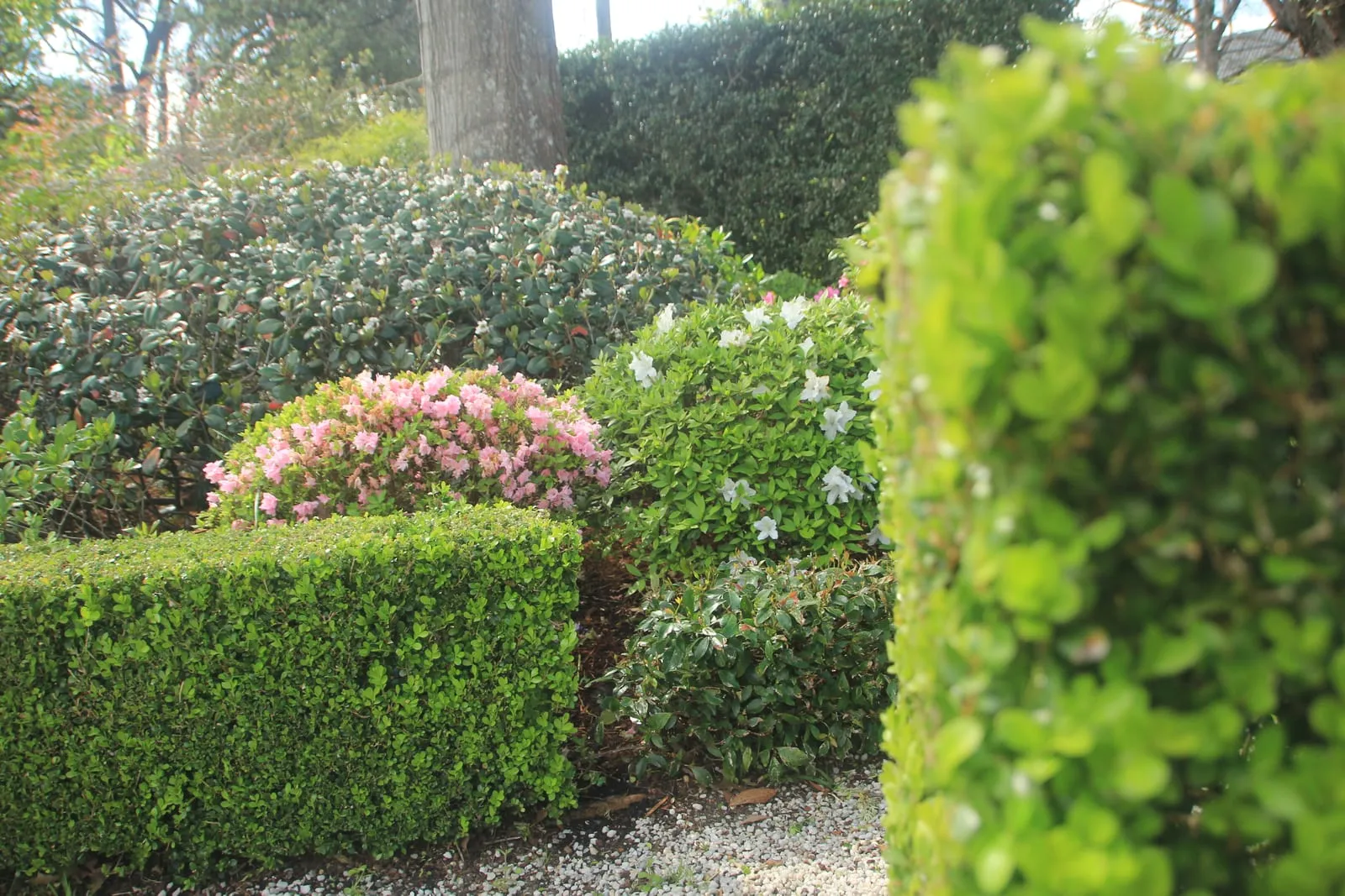 Clipped buxus hedging with a sharp square corner, beside azaleas coming into flower and a gravel path