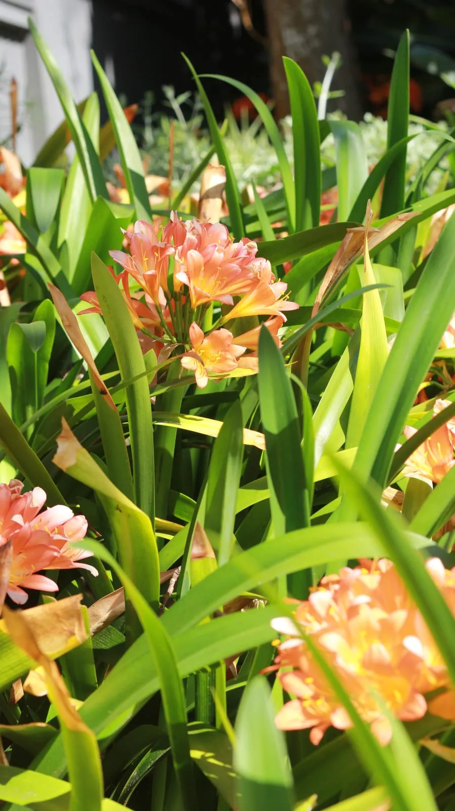 Orange clivia flowers opening among dark green strap-shaped leaves in deep shade
