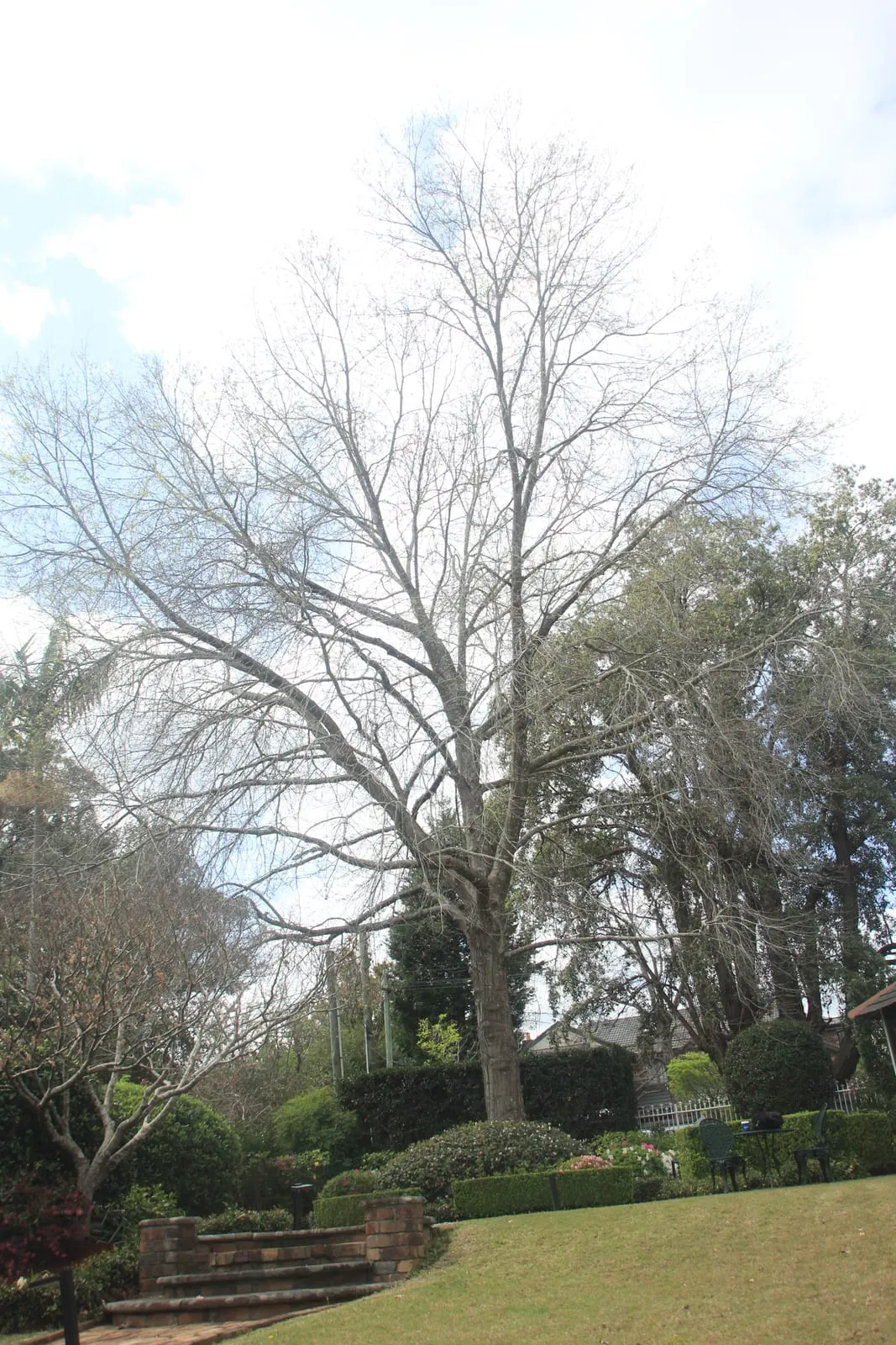 A bare deciduous tree in winter, its branch structure fully visible against the sky