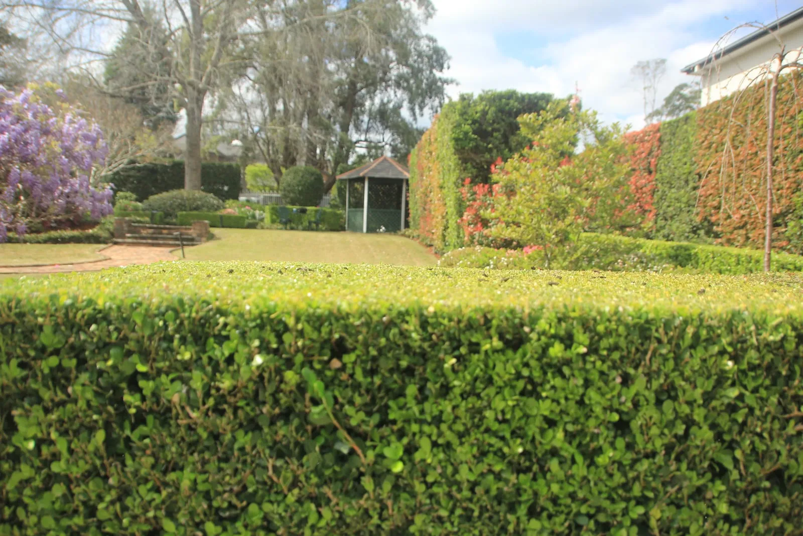 A low clipped hedge and lawn in front of a tall formal hedge in a North Shore garden