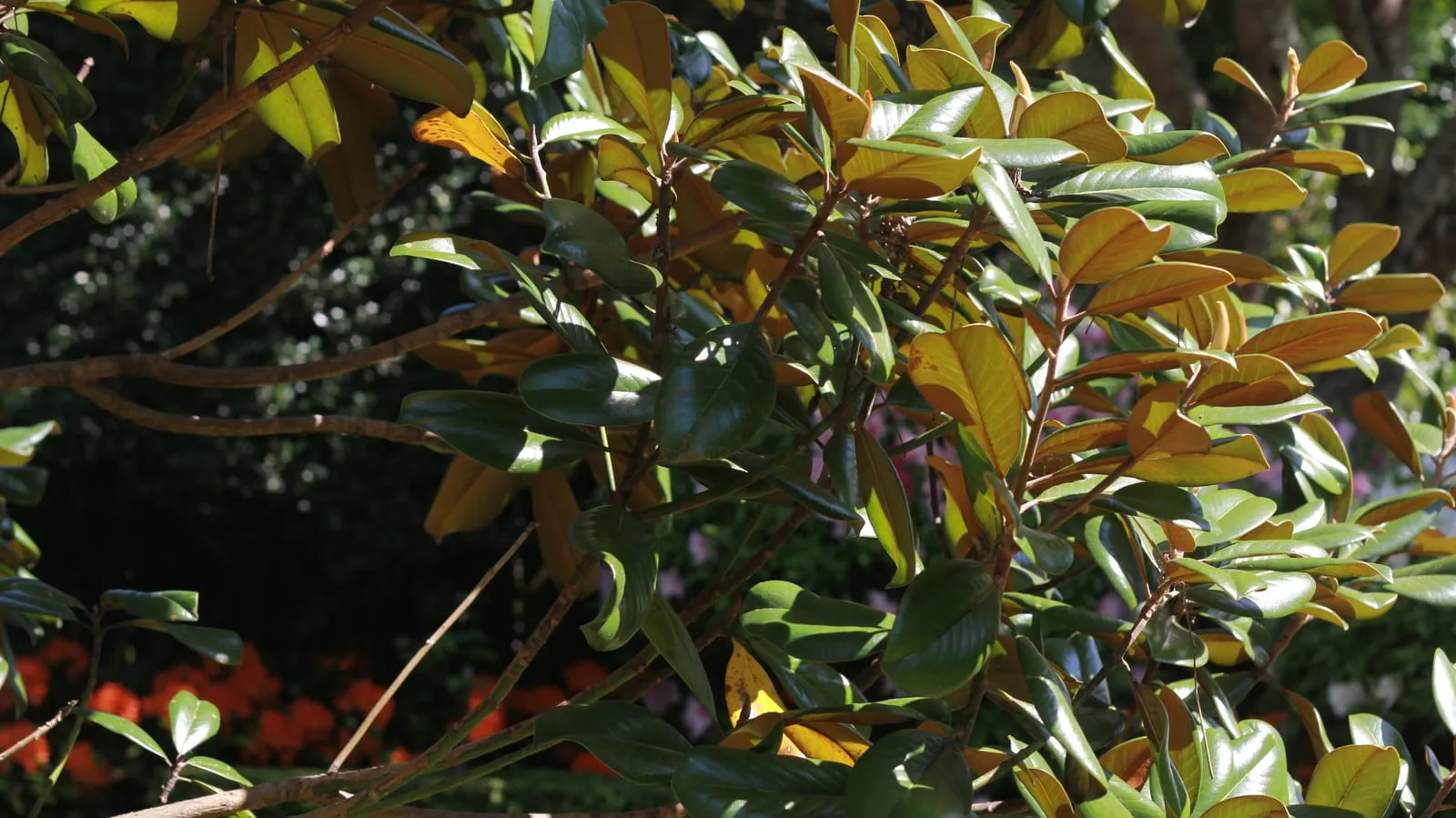 Glossy dark green magnolia grandiflora leaves showing their bronze undersides