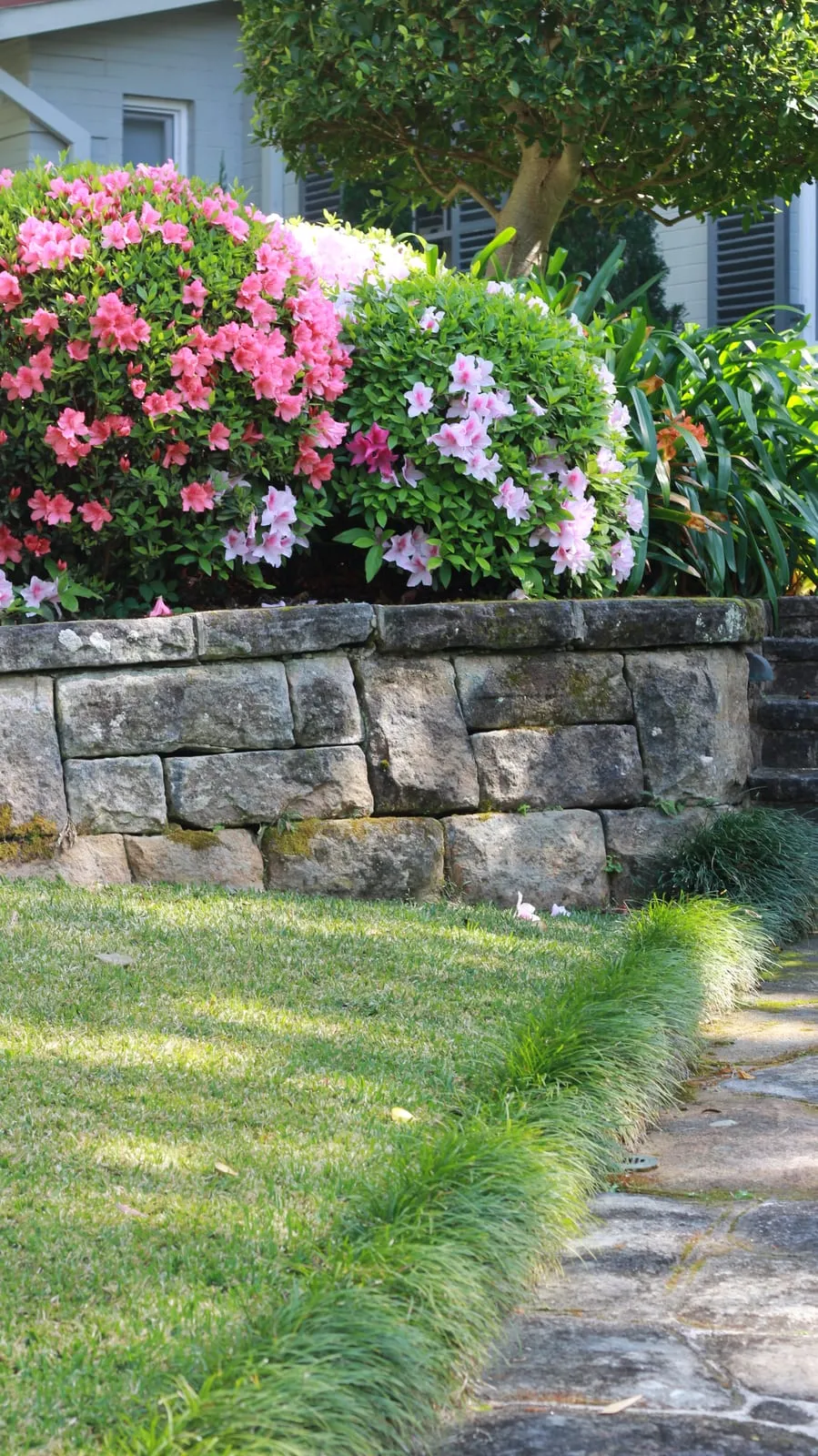 A sandstone block retaining wall planted above with pink and white azaleas