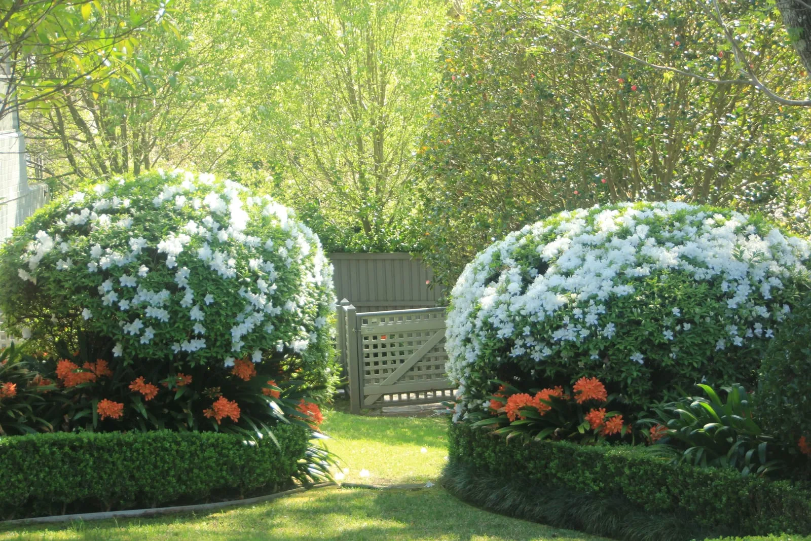 White azalea domes underplanted with orange clivia and edged in clipped buxus
